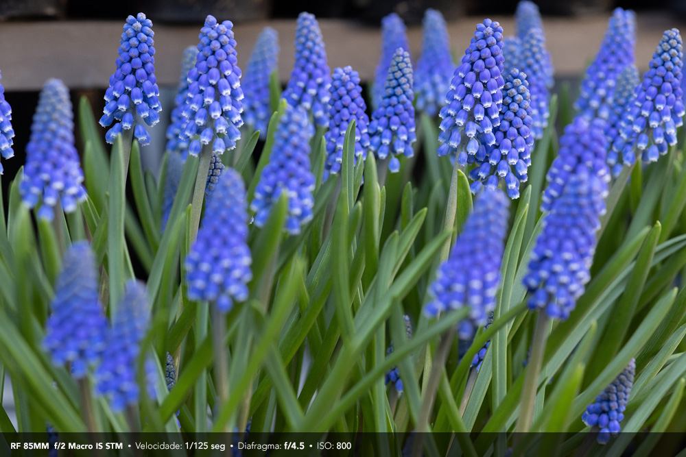 Lente RF 85mm f/2 Macro IS STM view 5 